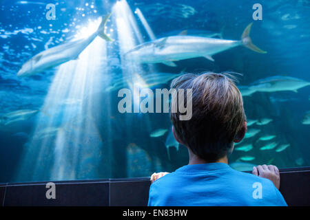 Giovane uomo guardando il pesce in un serbatoio Foto Stock