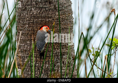 Rosso-picchio panciuto, viera zone umide Foto Stock