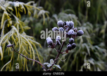 Frutti di bosco surgelati nel giardino in inverno Foto Stock