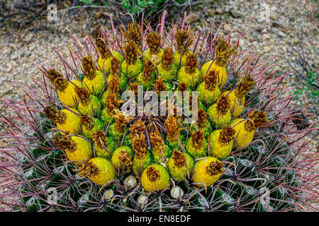 Canna fishhook cactus, parco nazionale del Saguaro, az Foto Stock