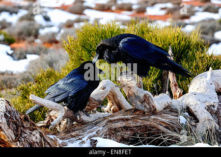 Raven, island in the sky, ut Foto Stock