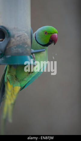 Il torneo di Wimbledon, Londra, Regno Unito. Il 29 aprile 2015. Il Regno Unito è solo naturalizzato parrot e il flagello della suburbana giardini di Londra, un gruppo di anello Parrocchetti a collo alto arriva a un giardino bird feeder in prima serata lo svuotamento nello spazio di 2 ore. Credito: Malcolm Park editoriale/Alamy Live News Foto Stock