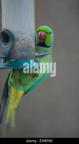 Il torneo di Wimbledon, Londra, Regno Unito. Il 29 aprile 2015. Il Regno Unito è solo naturalizzato parrot e il flagello della suburbana giardini di Londra, un gruppo di anello Parrocchetti a collo alto arriva a un giardino bird feeder in prima serata lo svuotamento nello spazio di 2 ore. Credito: Malcolm Park editoriale/Alamy Live News Foto Stock