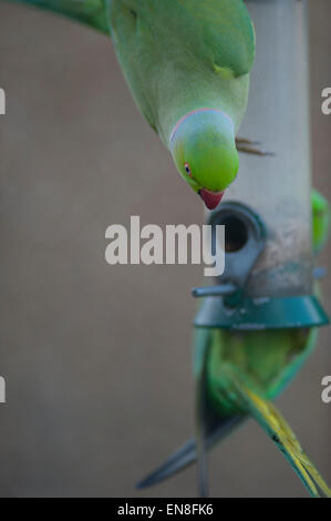 Il torneo di Wimbledon, Londra, Regno Unito. Il 29 aprile 2015. Il Regno Unito è solo naturalizzato parrot e il flagello della suburbana giardini di Londra, un gruppo di anello Parrocchetti a collo alto arriva a un giardino bird feeder in prima serata lo svuotamento nello spazio di 2 ore. Credito: Malcolm Park editoriale/Alamy Live News Foto Stock