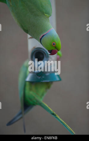 Il torneo di Wimbledon, Londra, Regno Unito. Il 29 aprile 2015. Il Regno Unito è solo naturalizzato parrot e il flagello della suburbana giardini di Londra, un gruppo di anello Parrocchetti a collo alto arriva a un giardino bird feeder in prima serata lo svuotamento nello spazio di 2 ore. Credito: Malcolm Park editoriale/Alamy Live News Foto Stock