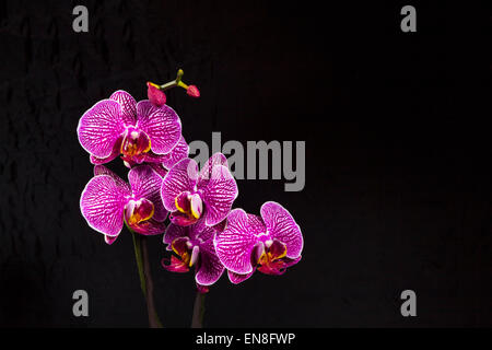 Studio shot di pianta Orchidea su sfondo nero - Macro shot Foto Stock