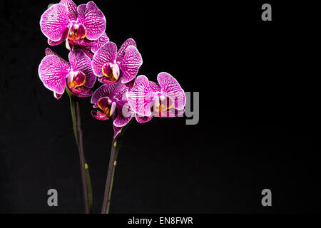 Studio shot di pianta Orchidea su sfondo nero - Macro shot Foto Stock