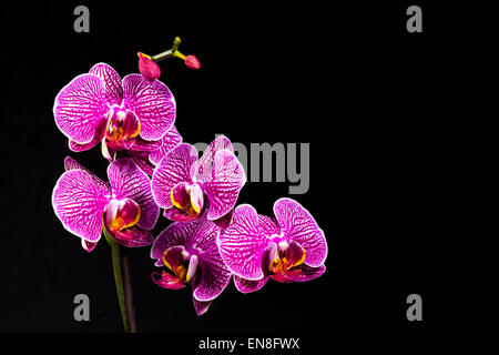 Studio shot di pianta Orchidea su sfondo nero - Macro shot Foto Stock