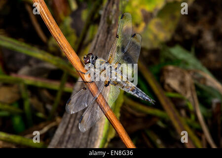 Quattro-spotted chaser Foto Stock