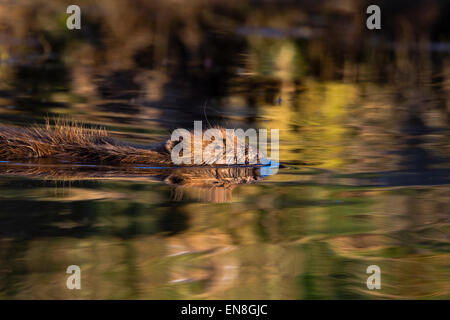 Un castoro europeo (Castor fiber) nella luce della sera. Foto Stock