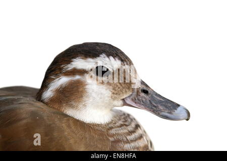Ritratto di femmina di anatra mandarina isolate su sfondo bianco ( Aix galericulata ) Foto Stock