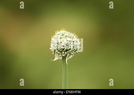 Onion fiore nel giardino di oltre il verde al di fuori della messa a fuoco lo sfondo Foto Stock
