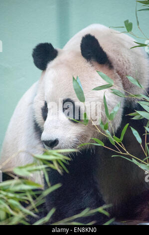 Panda gigante (Ailuropoda melanoleuca) alimentazione su foglie di bambù, lo Zoo di Edimburgo - Scozia Foto Stock