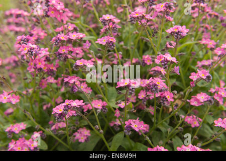 Singolo mazzetto di fiori di rosa confetto dimenticare-me-fiori non contro un mare di fiori come sfondo Foto Stock