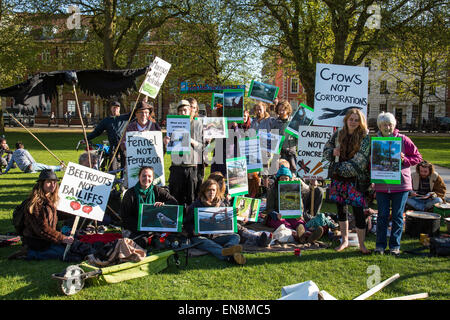 Bristol, Regno Unito. Il 29 aprile, 2015. I manifestanti sono saliti gli alberi per mettere un banner a Bristol il Queens Square per sollevare la consapevolezza della distruzione di terreni edificabili in Stapleton per il nuovo progetto Metrobus. In seguito hanno marciato per il consiglio cittadino uffici. Nella prima parte dell'anno i manifestanti hanno occupato gli alberi su Metrobus sito per diverse settimane prima di essere sfrattati. Il 29 aprile 2015. Credito: Fotografia Redorbital/Alamy Live News Foto Stock