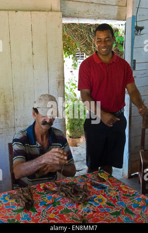 Ritratto verticale di un agricoltore dimostrando la laminazione di sigari. Foto Stock