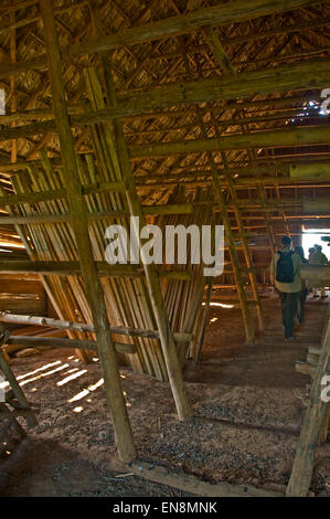 Vista verticale all'interno di un fienile di essiccamento a una fattoria di tabacco in Vinales. Foto Stock