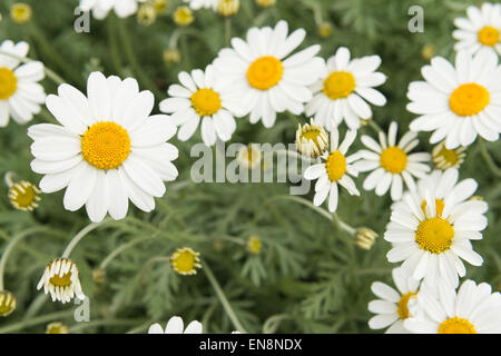 Fila di fiori a margherita Foto Stock