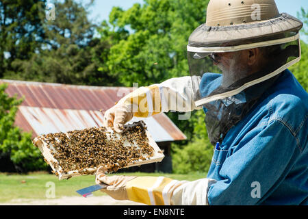 Apicoltore telai di ispezione su una Langstroth honeybee alveare in un agriturismo nelle zone rurali del Sud Carolina.