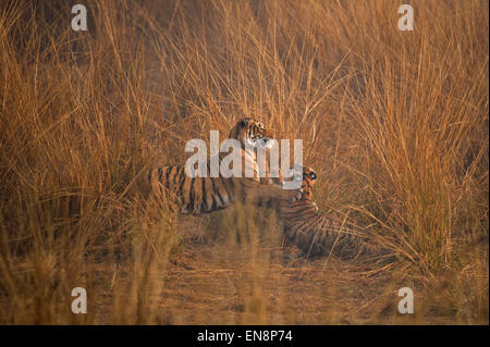 Wild tigre del Bengala madre giocando con il suo sub adulto cubs, in una prateria in una nebbiosa mattina nel parco nazionale di Ranthambore in Indi Foto Stock