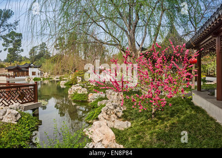 Albero in fiore nel giardino cinese a Huntington. Foto Stock