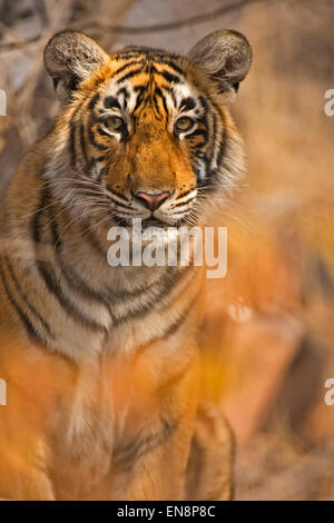 Colpo alla testa di un sub adulto tiger da Ranthambhore Foto Stock