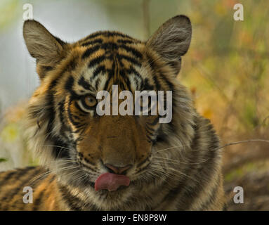 Colpo alla testa di un sub adulto o bambino selvaggio tigre del Bengala leccare il suo volto in una foresta di Ranthambore riserva della tigre in India Foto Stock