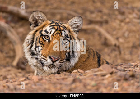 Colpo alla testa di un sub adulto o bambino selvaggio tigre del Bengala seduti dietro una roccia nel Ranthambore riserva della tigre in India Foto Stock