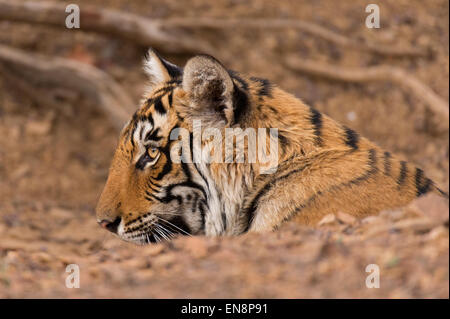 Colpo alla testa di un sub adulto o bambino selvaggio tigre del Bengala seduti dietro una roccia nel Ranthambore riserva della tigre in India Foto Stock