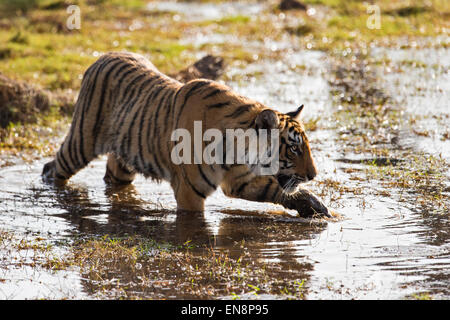 Wild giovani adulti sub tiger Tiger passeggiate attraverso le acque di un lago poco profondo in Ranthambhore parco nazionale dell'India Foto Stock