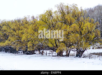 Mule Deer, pioppi neri americani frondeggiare alberi fuori nella neve di primavera Foto Stock