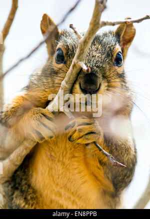 Fox scoiattolo (Sciurus niger) in Aspen Tree, Central Colorado, STATI UNITI D'AMERICA Foto Stock