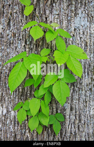 Poison Ivy (Toxicodendron radicans) che cresce su un tronco di albero. Foto Stock