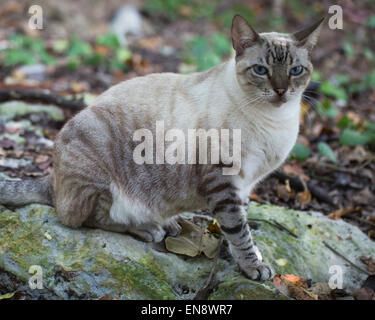 Gatto tabby dagli occhi blu, un gatto domestico salvato e che vive all'aperto al Sandos Caracol Eco Resort Foto Stock