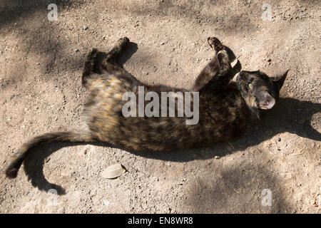 Gatto randagio salvato da e vivere presso il Sandos Caracol Eco Resort Foto Stock