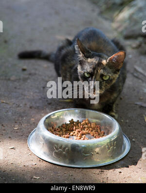 Gatto randagio salvato da e vivere a Sandos Caracol Eco Resort con ciotola di alimentazione Foto Stock