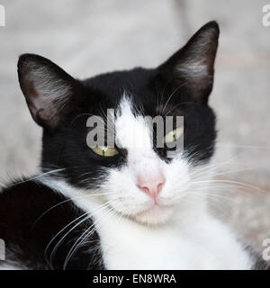 Il gatto domestico salvato da e vivere presso il Sandos Caracol Eco Resort Foto Stock