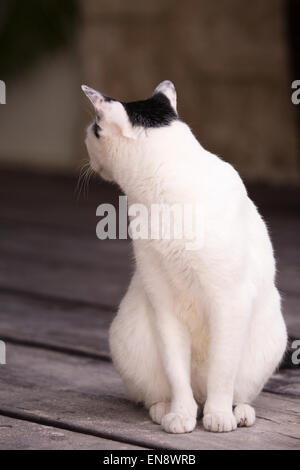 Il gatto domestico salvato da e vivere presso il Sandos Caracol Eco Resort Foto Stock