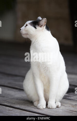 Il gatto domestico salvato da e vivere presso il Sandos Caracol Eco Resort Foto Stock