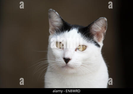 Il gatto domestico salvato da e vivere presso il Sandos Caracol Eco Resort Foto Stock