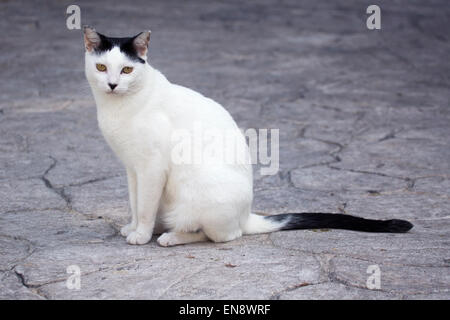 Il gatto domestico salvato da e vivere presso il Sandos Caracol Eco Resort Foto Stock