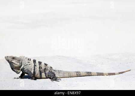 Spinosa nero-tailed Iguana (Ctenosaura similis) presso il Sandos Caracol Eco Resort sulla penisola dello Yucatan Foto Stock