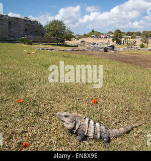 Spinosa nero-tailed Iguana (Ctenosaura similis) crogiolarsi a Tulum, un precolombiana Maya sito archeologico sulla penisola dello Yucatan Foto Stock