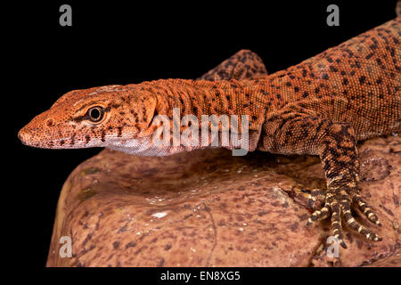 Pilbara rock monitor (Varanus pilbarensis) Foto Stock