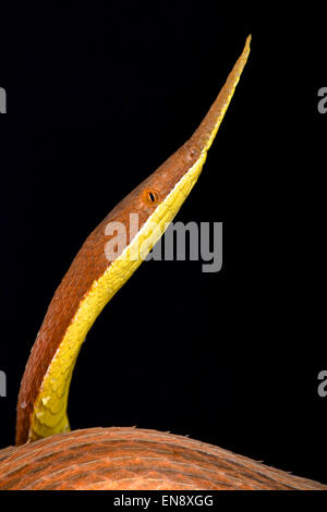 Foglia-serpente naso (Langaha madagascariensis) maschio Foto Stock