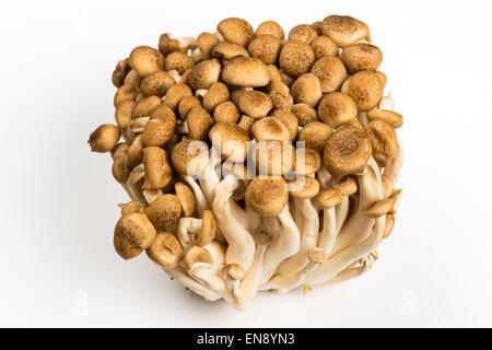 Grappolo di funghi shimeji su sfondo bianco Foto Stock