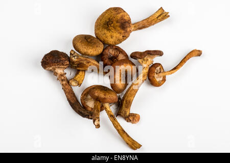 Grappolo di funghi shimeji su sfondo bianco Foto Stock