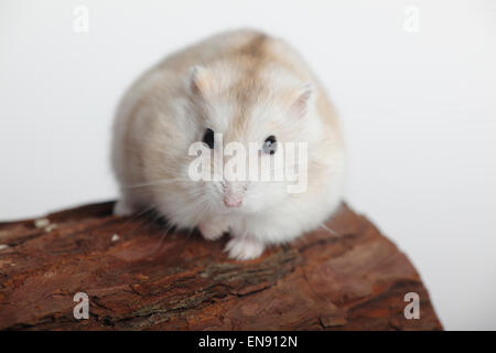 Russo criceto nano / (Phodopus sungorus)|Dsungarischer Zwerghamster / (Phodopus sungorus) Foto Stock