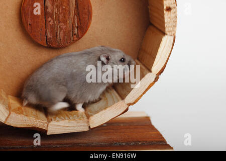 Campbell's criceto nano / (Phodopus campbelli)|Campbell-Zwerghamster / (Phodopus campbelli) Foto Stock