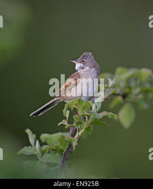 Whitethroat cantando ,visitatore estivo , trillo, uccello selvatico , Foto Stock